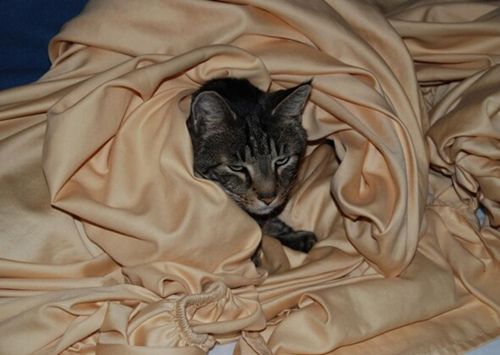 如何防止我的猫舔织物上的毛