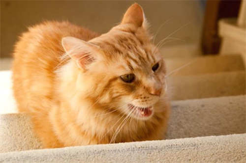 猫的唾液里有什么