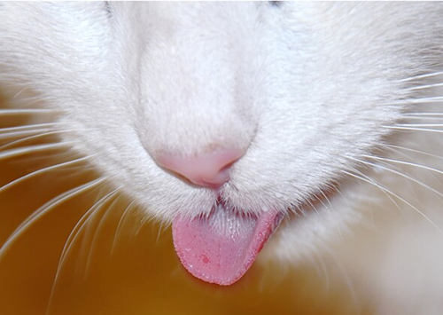 猫咪为什么舔东西