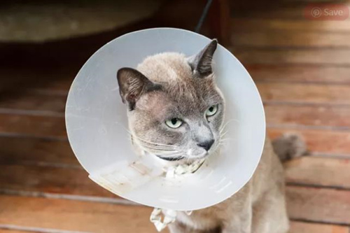 如何喂养头上戴着圆锥项圈的猫