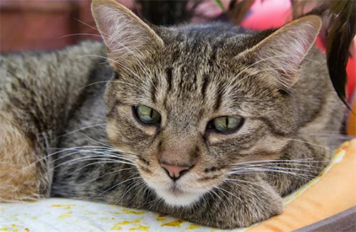 猫鼻子划破了,怎么处理