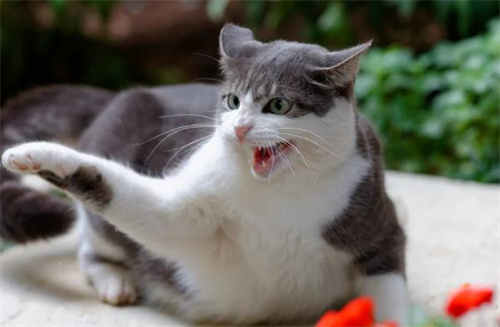 猫咪有痰怎么办