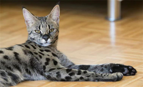 猫肋骨骨折的症状