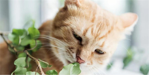 给出牙的猫咀嚼什么好