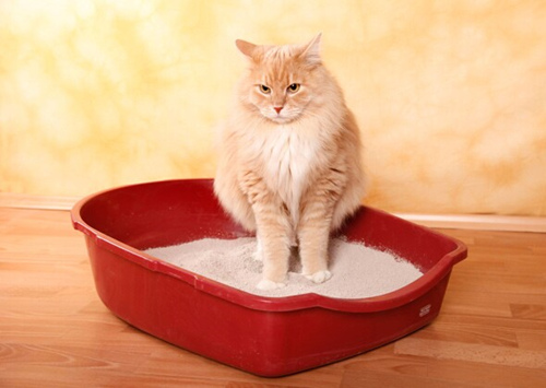 跳蚤可以生活在猫砂中吗