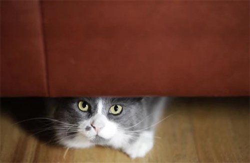 猫会有分离焦虑吗