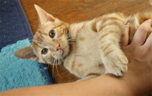 猫可以吃大蒜吗