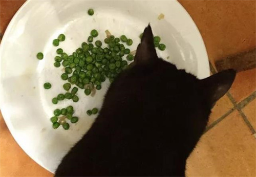 猫可以吃豌豆吗