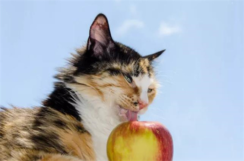 猫可以吃苹果吗