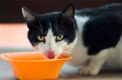 猫可以吃蘑菇吗