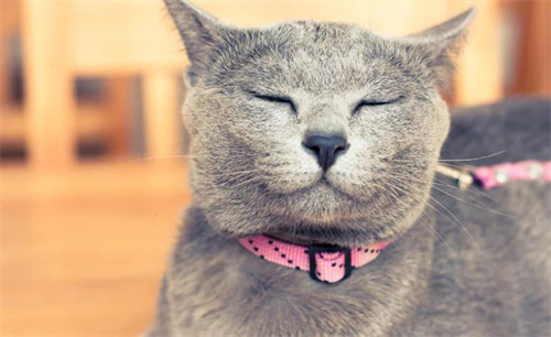 猫会笑吗