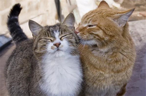 一只猫死了另一只猫会有什么反应