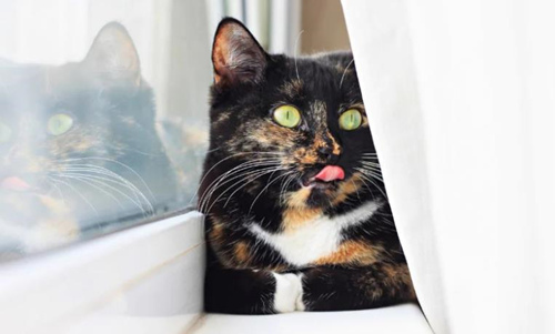 猫会得精神病吗