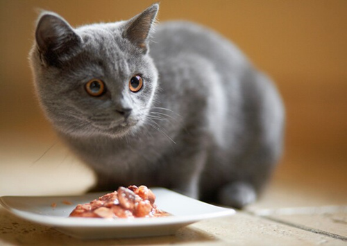 猫吃完饭就吐了怎么回事