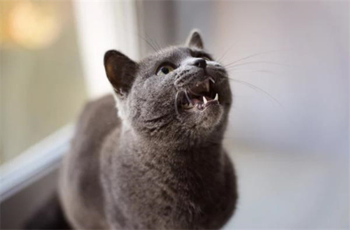 猫会头痛吗