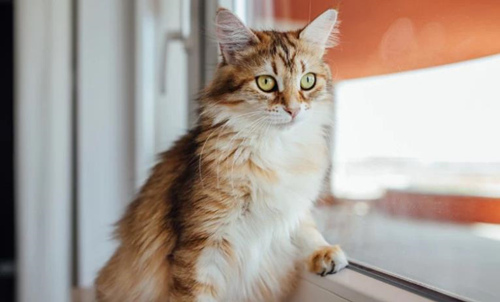猫咪的记忆力好不好
