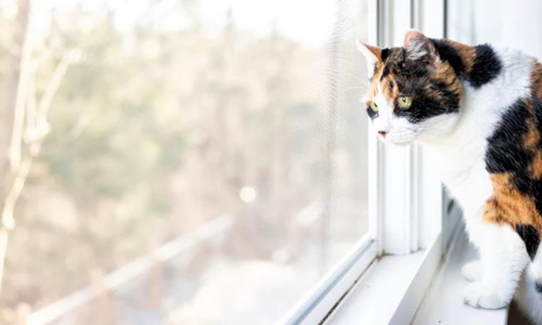 猫的嗅觉灵敏吗?