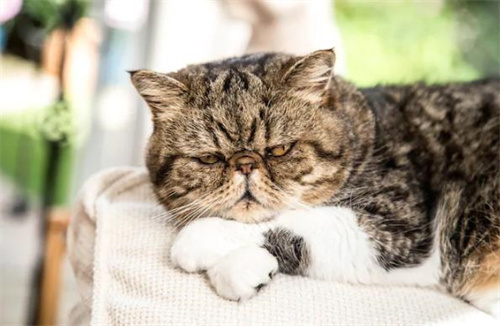 什么是猫毛球