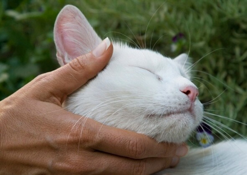 猫脱水的迹象