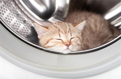 猫为什么一直眯着眼睛