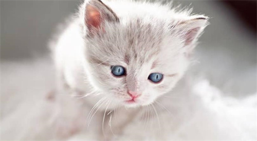 猫会感冒吗?