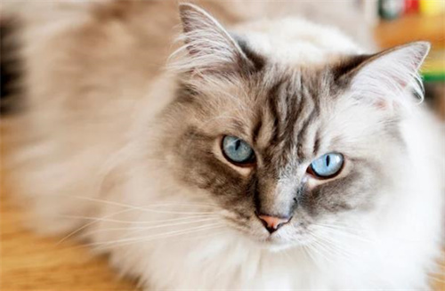 如何照顾盲猫或聋猫
