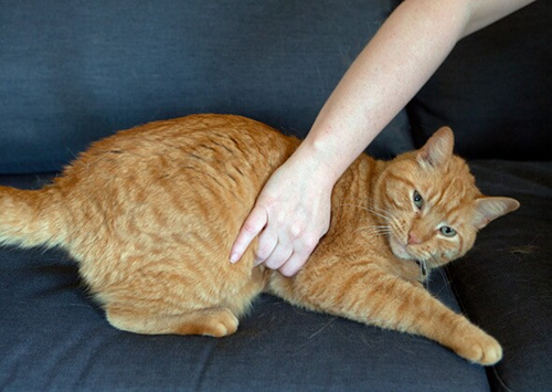 怀孕了可以养猫吗