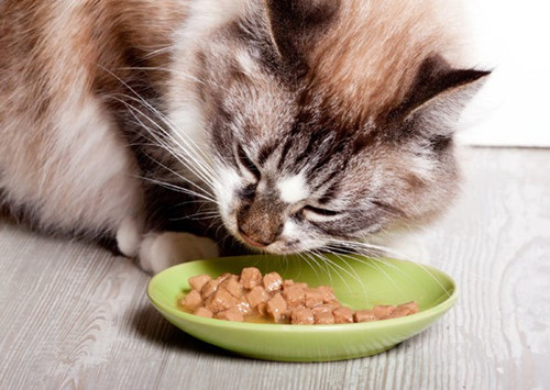小猫咪可以吃猫粮吗
