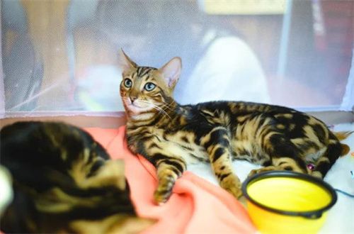 纯素饮食对猫健康吗