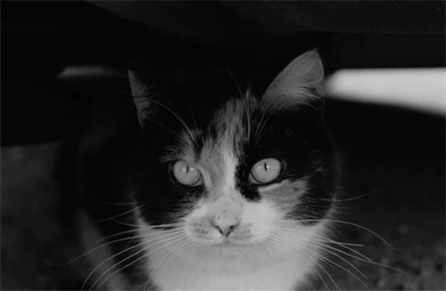 猫会失眠吗