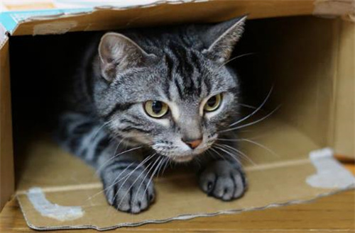 我的新猫需要什么美容工具