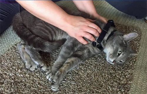 小猫寄生虫以及如何处理它们