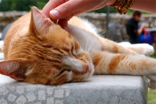 猫咪头上鼓个包凸起流脓是怎么回事？