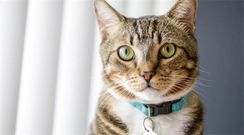 猫带铃铛有什么影响吗？