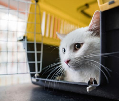 猫不进航空箱怎么办？