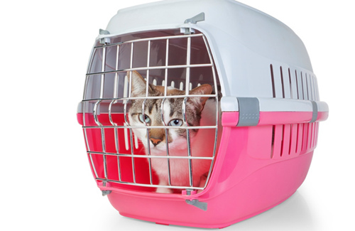 猫航空箱买大的还是小的?