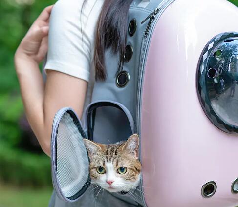 猫包好还是航空箱好?