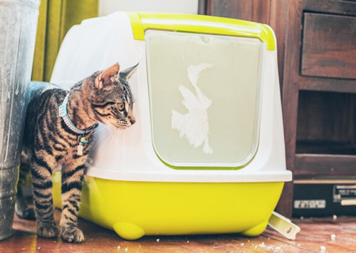 猫咪托运航空箱要求