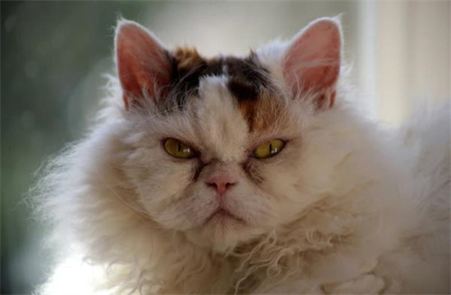 猫的颜色有哪几种?