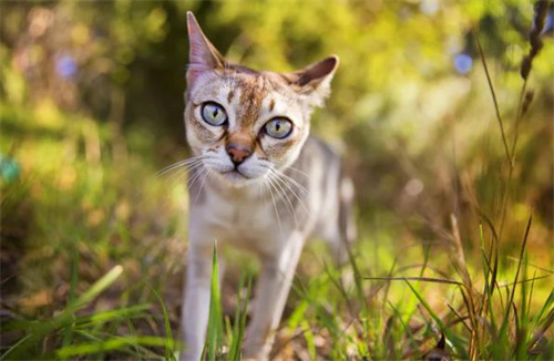 刚捡回来的小猫吃什么？