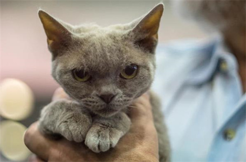 猫皮肤病传染人吗?
