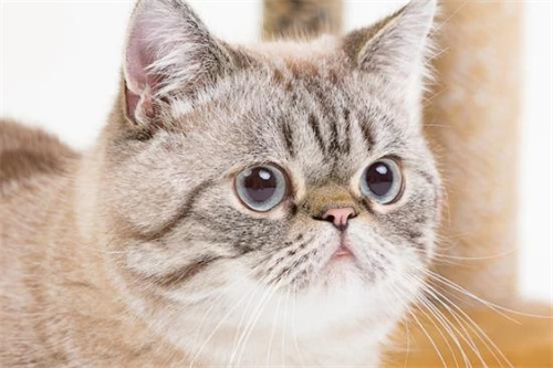 最适合新手养的猫是什么猫?