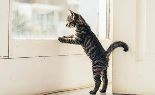 猫能跳多高？