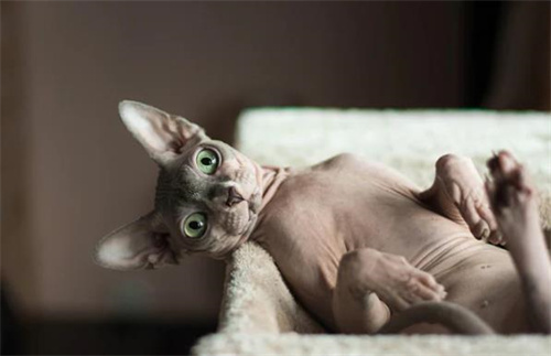 猫猫肚子鼓鼓的是怎么回事？