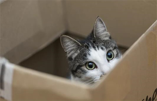 新手养猫的禁忌有哪些?