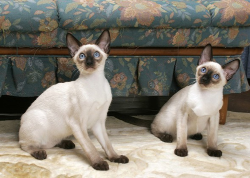 养一只猫好还是养两只猫好?