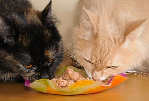 冻干猫粮好还是全价猫粮好?