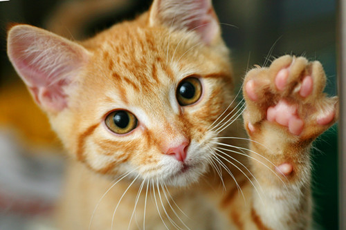 橘猫是土猫吗？