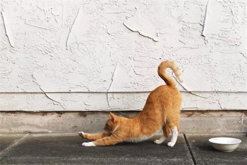 猫咪玩逗猫棒突然抽搐是怎么回事？