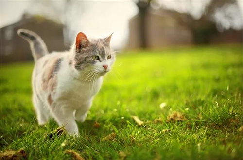 怎么给流浪猫做猫窝？